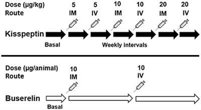 <mark class="highlighted">Kisspeptin</mark> Modulates Luteinizing Hormone Release and Ovarian Follicular Dynamics in Pre-pubertal and Adult Murrah Buffaloes
